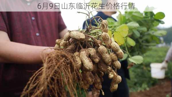 山东花生价格最新行情解析